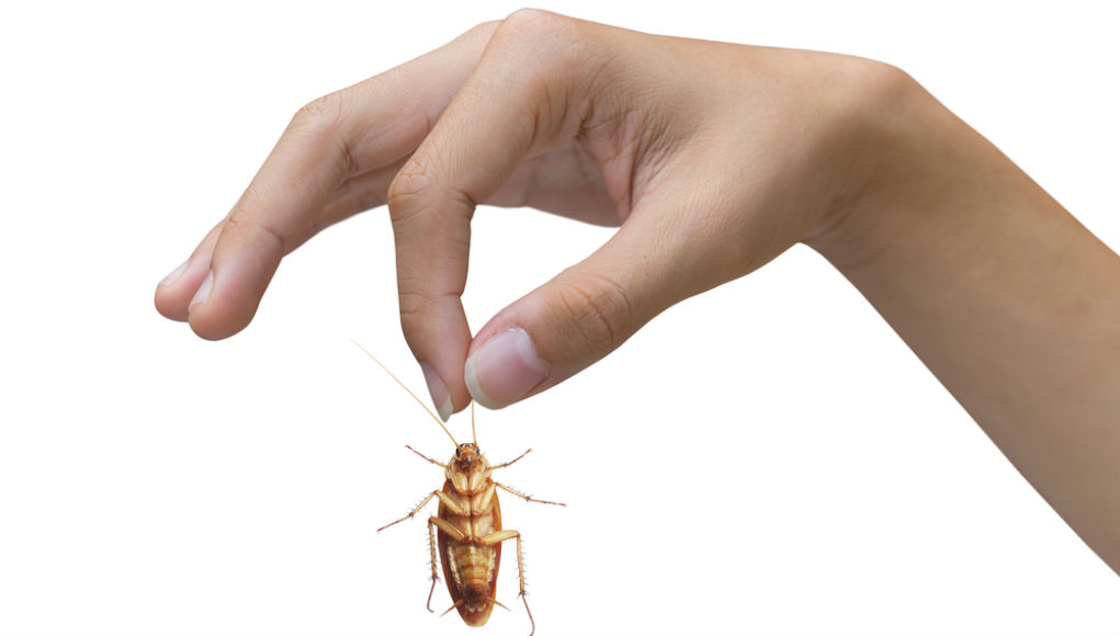 Как уберечь себя от укуса таракана