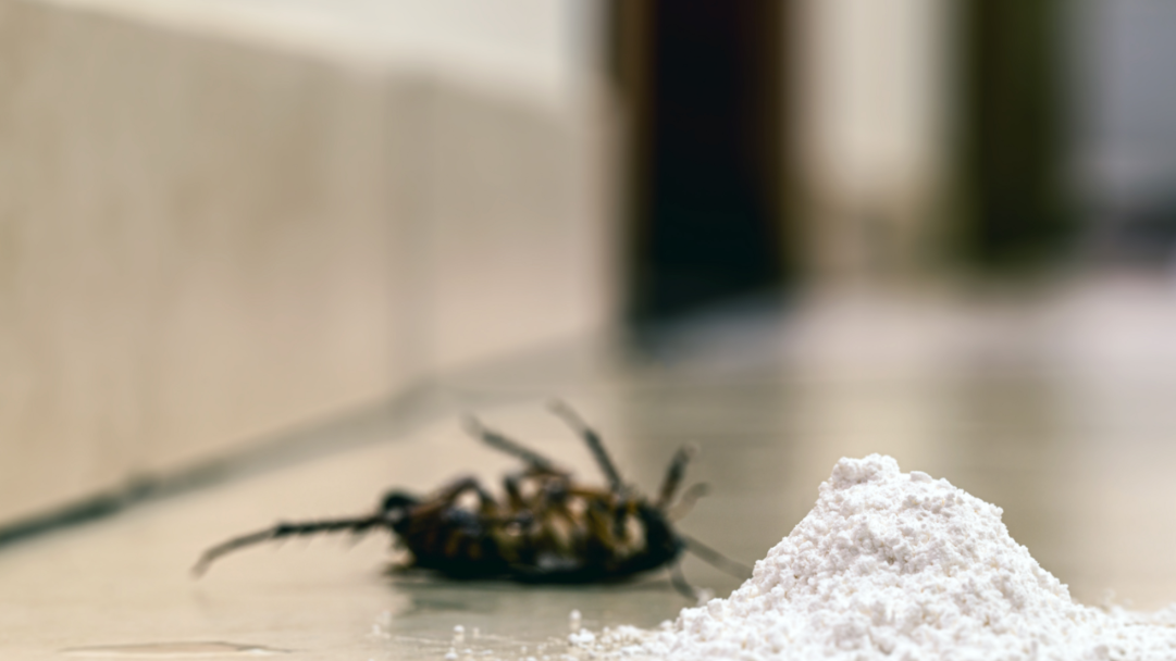 Причины появления тараканов и как избавиться от них
