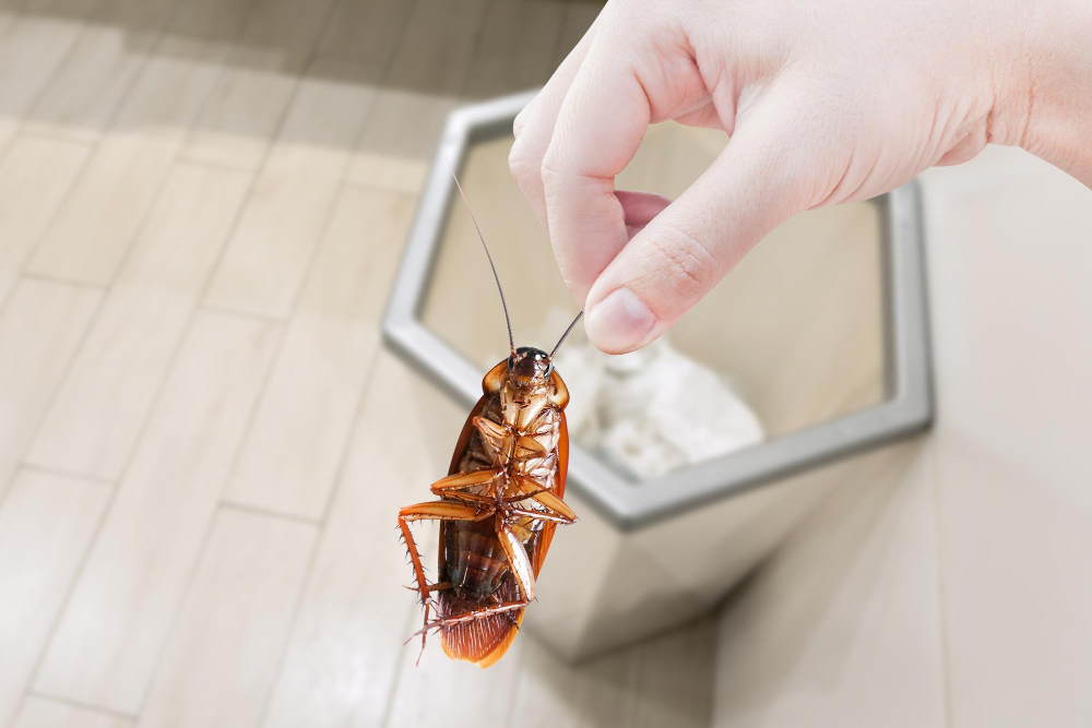 Кусаются ли тараканы и как выглядит их укус?